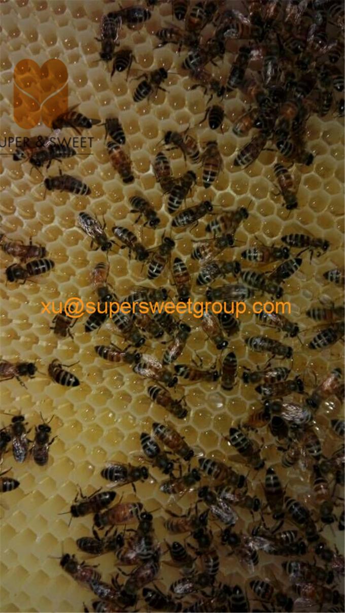 7 Frames Automatic Honey Self Flow Beehive Wooden Langstroth Bee Hive
