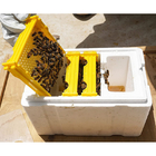 Plastic Mating Nuc bee hives bee breeding box mini foam polystyrene bee box beekeeping starter kit ESP mating