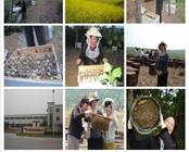 China Producer Qinghai Natural Pure 2016 Fresh Bee Pollen Granules to Korea