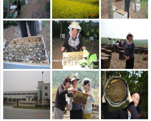 High Quality Natural Bee Pollen Powder Factory Supply Pollen Powder Free Sample Bee Pollen Organic for Sale