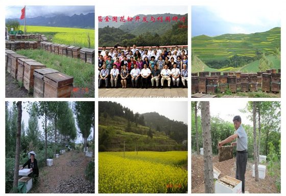 High Quality Natural Bee Pollen Powder Factory Supply Pollen Powder Free Sample Bee Pollen Organic for Sale