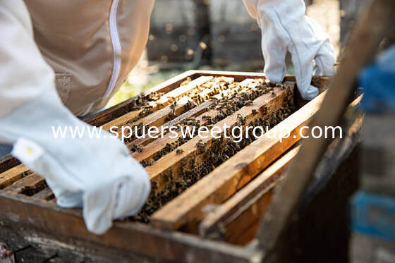Premium Raw Pure Bee Honeycomb with Whole Frame 2kg 100 Percent Natural Food Grade High Quality Wholesale Natural Origin