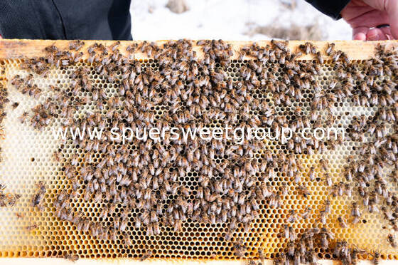 Premium Raw Pure Bee Honeycomb with Whole Frame 2kg 100 Percent Natural Food Grade High Quality Wholesale Natural Origin
