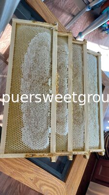 Raw Edible Honeycomb Natural Unfiltered Honey 100% Fresh Multiflower Bulk Organic Comb Honey with Whole Frame Wholesale Supplier